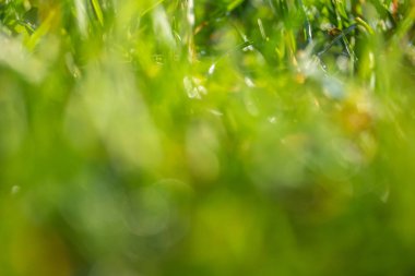 yeşil çim bokeh arka plan bulanık