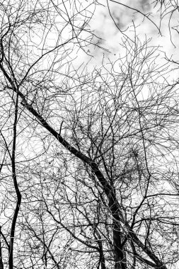 Beyaz arkaplanda ağaç dalları silueti