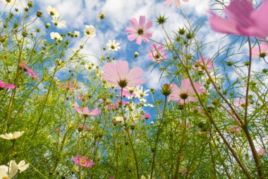 Cosmos çiçekler, görüntülemek aşağıdan gökyüzüne doğru