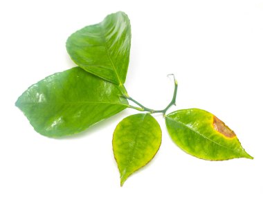 Beyaz arkaplanda yeşil yaprak