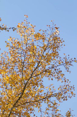 Sarı huş ağacı orman, geç sonbahar doğa manzara