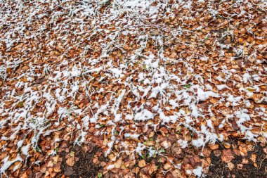 Sonbahar, karda çimen bırakır.