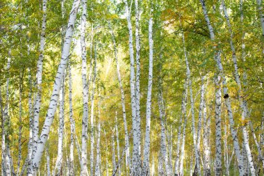 Sarı huş ağacı orman, geç sonbahar doğa manzara