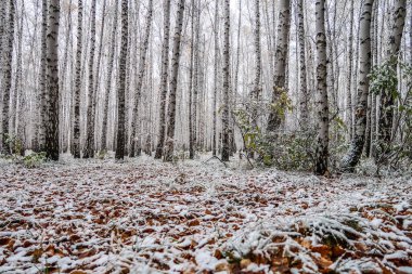 sonbahar manzara bir huş ormandaki ilk kar