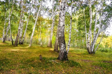 Sarı huş ağacı orman, geç sonbahar doğa manzara