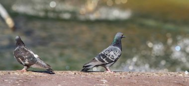 yabani güvercin doğa şehir