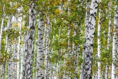 Sarı huş ağacı orman, geç sonbahar doğa manzara