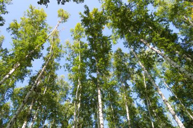 orman manzaralı aşağıdan gökyüzüne huş ağacı