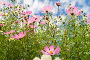Cosmos çiçekler, görüntülemek aşağıdan gökyüzüne doğru