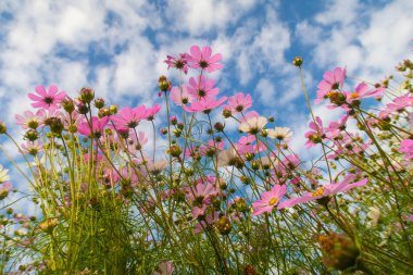Cosmos çiçekler, görüntülemek aşağıdan gökyüzüne doğru