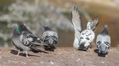 yabani güvercin doğa şehir