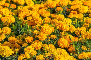 birçok marigolds küçük çiçekler