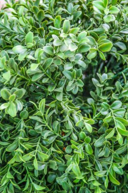 yapay bitkiler yeşil çiçekler