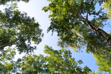 orman manzaralı aşağıdan gökyüzüne huş ağacı