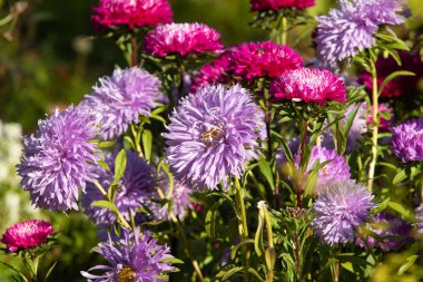 parlak sonbahar çiçek doğa manzara