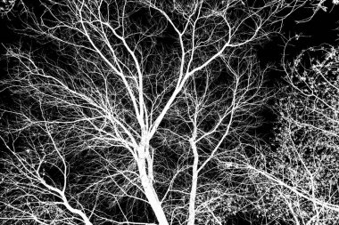 ağaç dalları siluet siyah arka plan üzerine beyaz