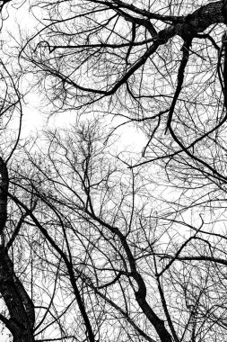 Beyaz arkaplanda ağaç dalları silueti