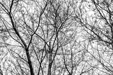 Beyaz arkaplanda ağaç dalları silueti