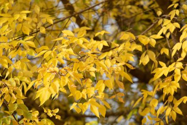 Sarı ağaçlarda yaprak