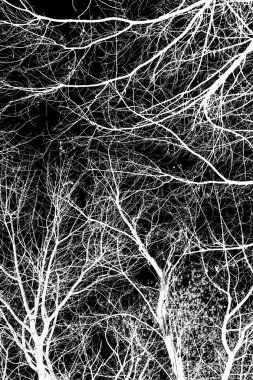 ağaç dalları siluet siyah arka plan üzerine beyaz