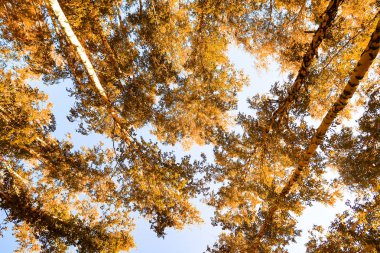 gökyüzü sonbahar arka planı sarı huş ağacı yaprakları