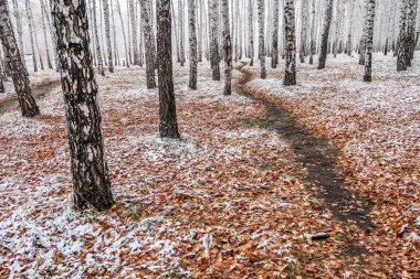 Kış ormanı boyunca yol