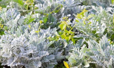 süs havuç bitkisinin seçici odak