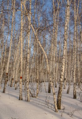 huş ağacı ormanda kış doğa manzarası