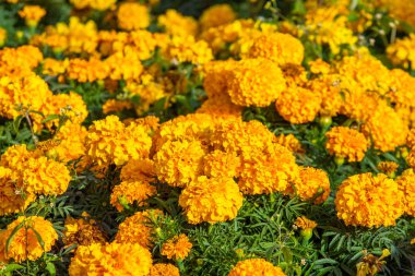 birçok marigolds küçük çiçekler
