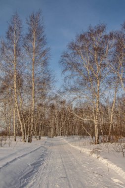 huş ağacı ormanda kış doğa manzarası