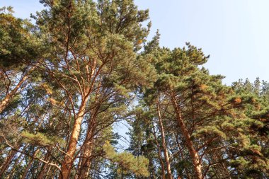 çam ormanı görünümünden alt gökyüzü