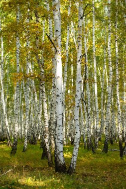 Sarı huş ağacı orman, geç sonbahar doğa manzara