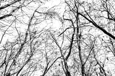 Beyaz arkaplanda ağaç dalları silueti