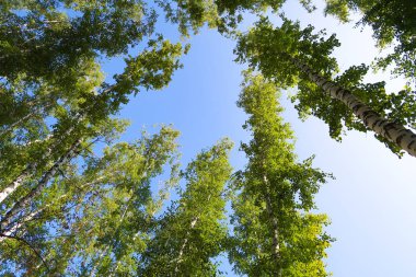 orman manzaralı aşağıdan gökyüzüne huş ağacı