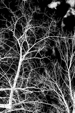 ağaç dalları siluet siyah arka plan üzerine beyaz