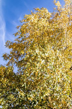 gökyüzü sonbahara ağaç görünümünün sarı yapraklar