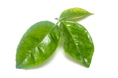 Beyaz arkaplanda yeşil yaprak