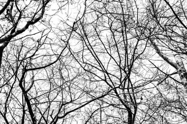 Beyaz arkaplanda ağaç dalları silueti