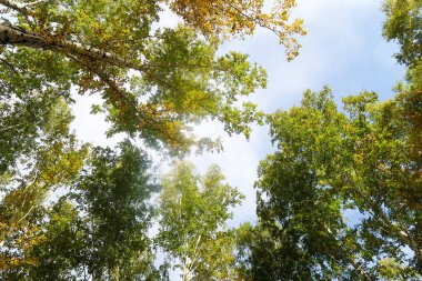 huş ağacı orman manzaralı gökyüzüne Sonbahar Doğa