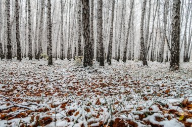 sonbahar manzara bir huş ormandaki ilk kar