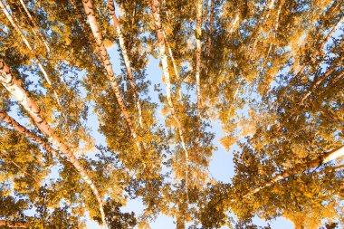 gökyüzü sonbahar arka planı sarı huş ağacı yaprakları