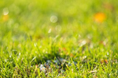 yeşil çim kar arka plan bokeh bulanık