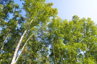 orman manzaralı aşağıdan gökyüzüne huş ağacı