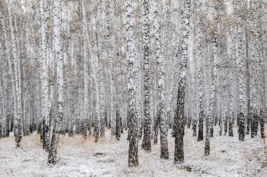 İlk kar huş ağacı orman manzara kış