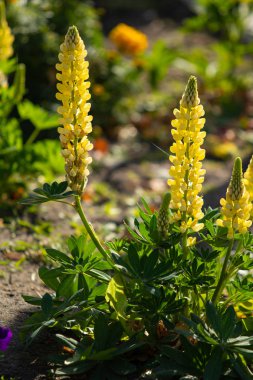Lupinus çiçek yeşil yeşillik doğa ile parlak