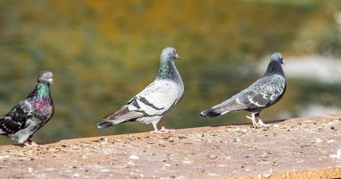 yabani güvercin doğa şehir