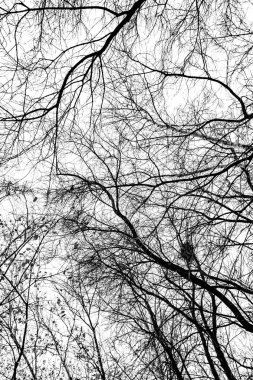 Beyaz arkaplanda ağaç dalları silueti