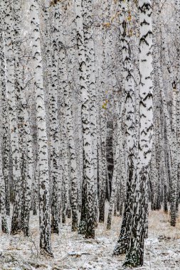 İlk kar huş ağacı orman manzara kış