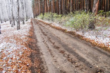 Kış ormanı boyunca yol