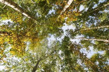 huş ağacı orman manzaralı gökyüzüne Sonbahar Doğa